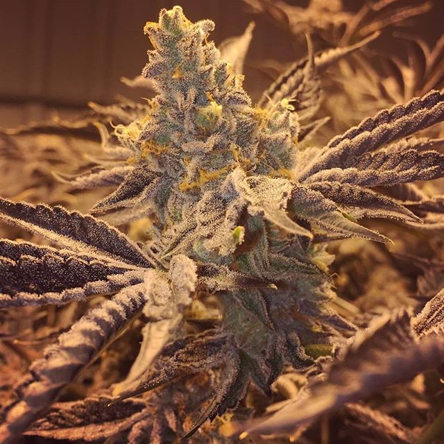 Nature's Medicines - Phoenix Website