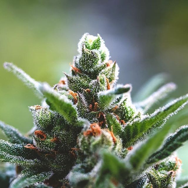 Strawberry Fields Colorado Springs Website