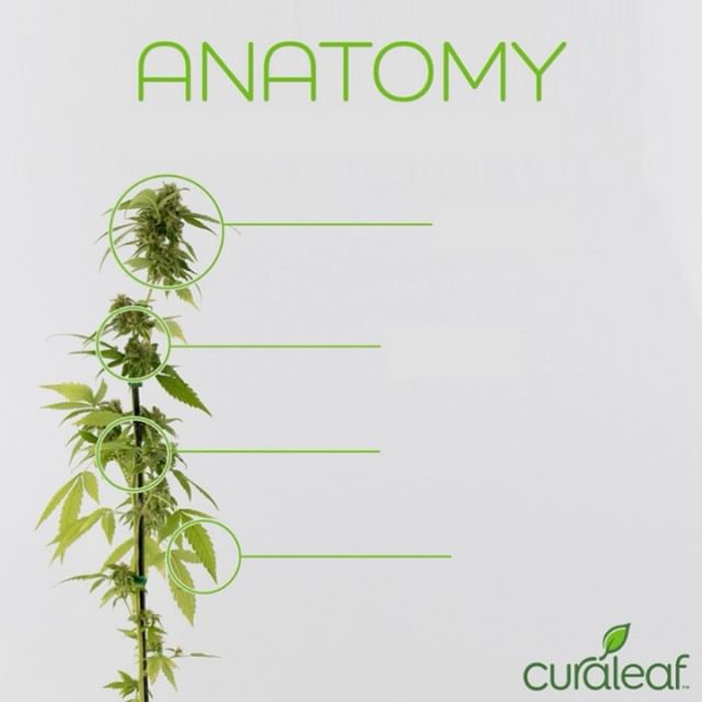 Curaleaf - Youngtown Website