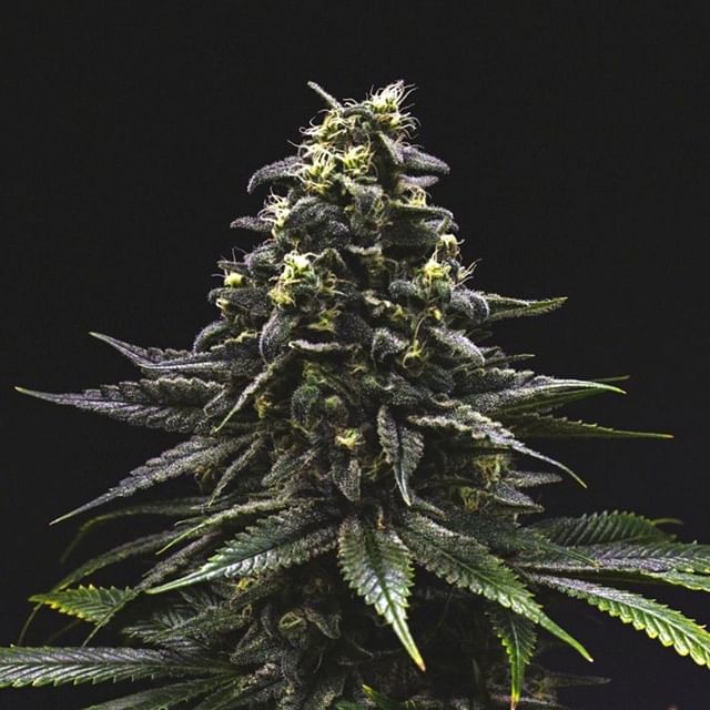 Lucy Sky Cannabis Boutique - Federal Website