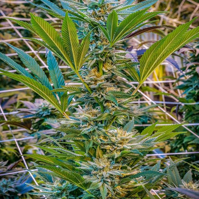 Green Pharms Dispensary Mesa Website