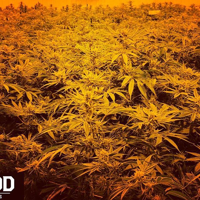 GOOD AK Cannabis Website