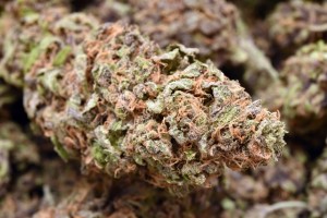 Pure Medical 2 Website