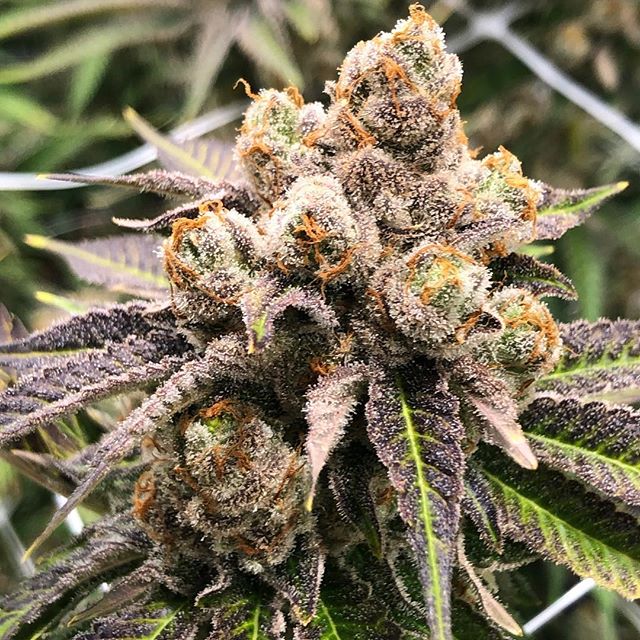 The Bakeréé Website