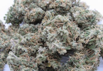 Selmer Farms Website