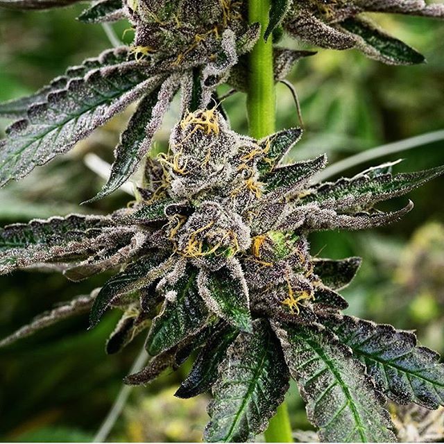 Purple Lotus Patient Center Website