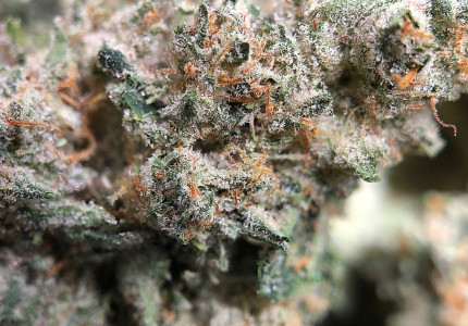 PurLife - Montgomery Website