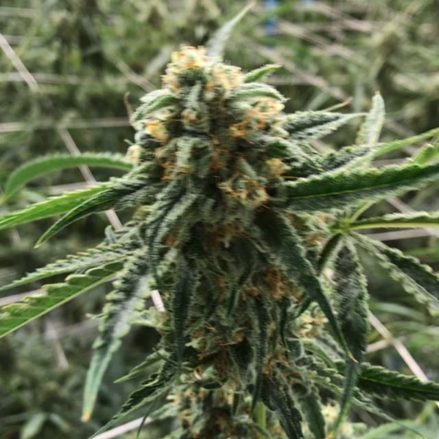 Stellar Cannabis Co. Website