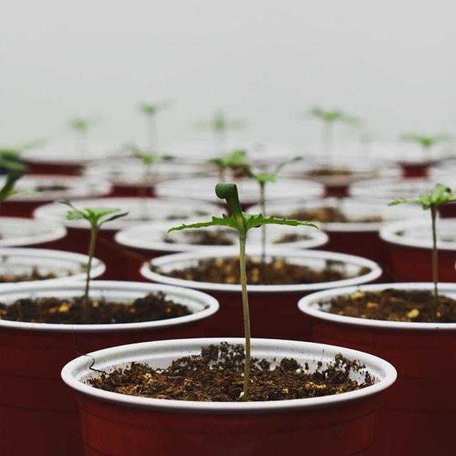 Grass Monkey Cannabis Company Website