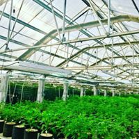 Ultra Health Albuquerque - Nob Hill Birdland Website