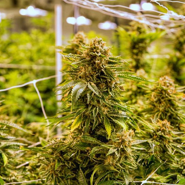 Levels - Denver Website