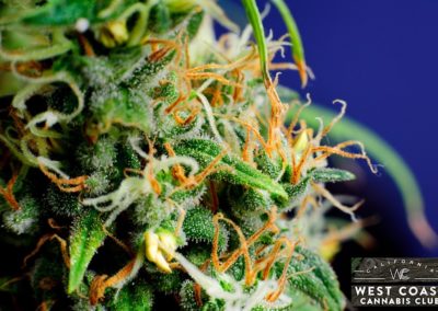 West Coast Cannabis Club - Palm Desert Website