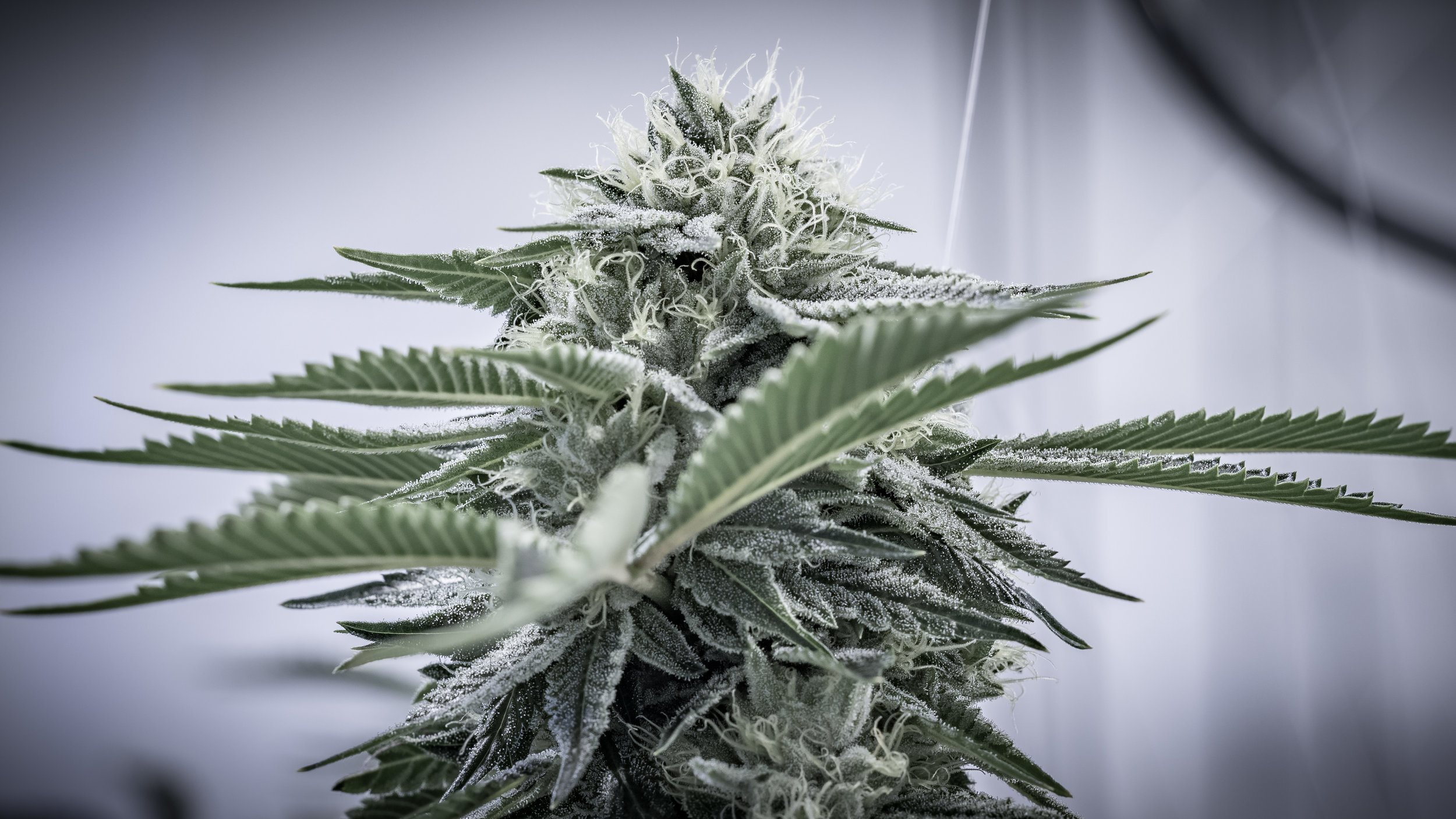 Mary Jane's Collective Website