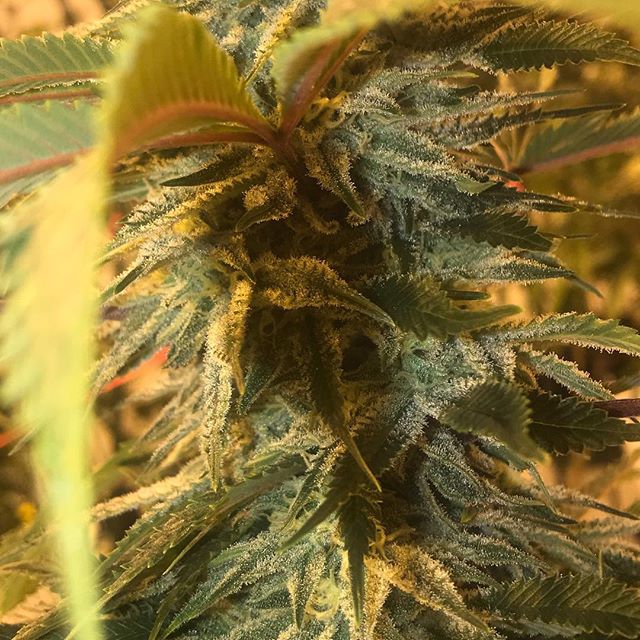 Sacred Seed - Recreational 21+ Website