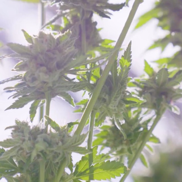 Curaleaf - Youngtown Website