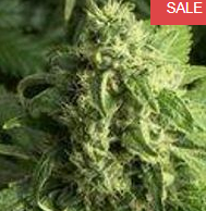 UNIVERSAL KUSH CO-OPERATION Website