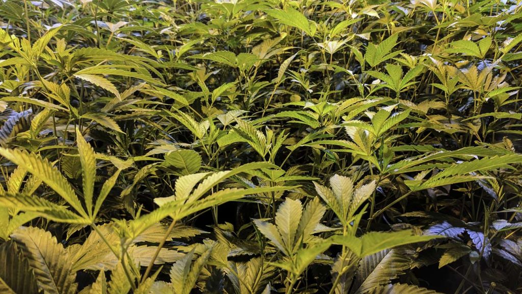 Sweet Greens NW - Rochester Website