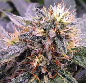 Trill Alternatives - MEDICAL Website