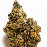 The Diamond Bonsai Website