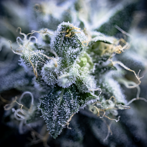 Mary Jane's Collective Website