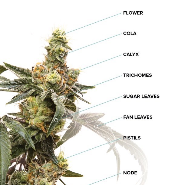 Green Pharms Dispensary Flagstaff Website