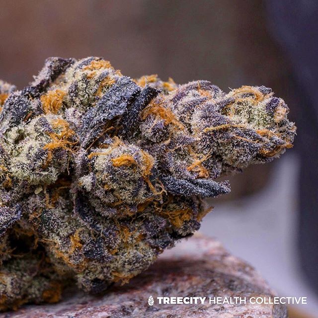 Treecity Health Collective Website