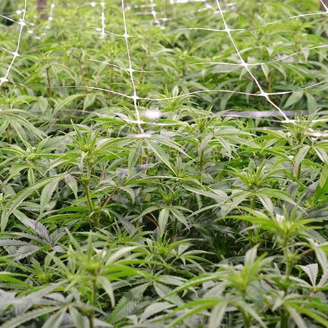 Central Ave Compassionate Care Website