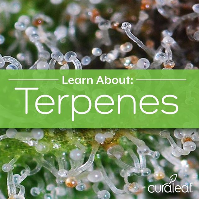 Curaleaf - Oxford Website