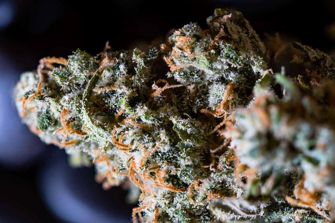 Mary Jane's Collective Website