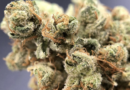 PurLife - Montgomery Website