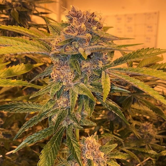 Grass Monkey Cannabis Company Website