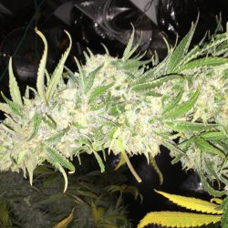 Santé - Durango Website