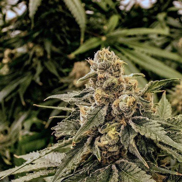 Three Rivers Dispensary Pueblo West Website