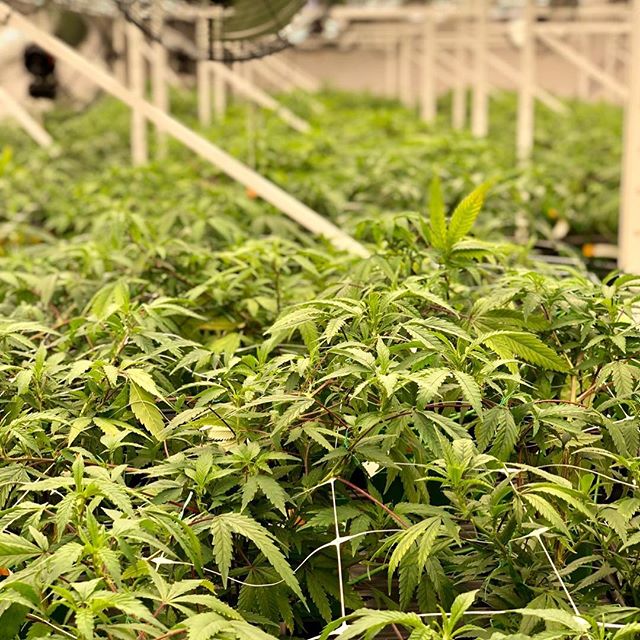 Cultivate Recreational Website