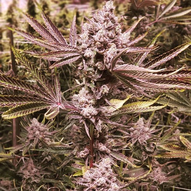 Reef Dispensaries - Queen Creek, AZ Website