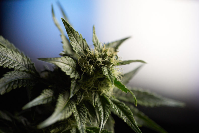 RISE - Amherst Website