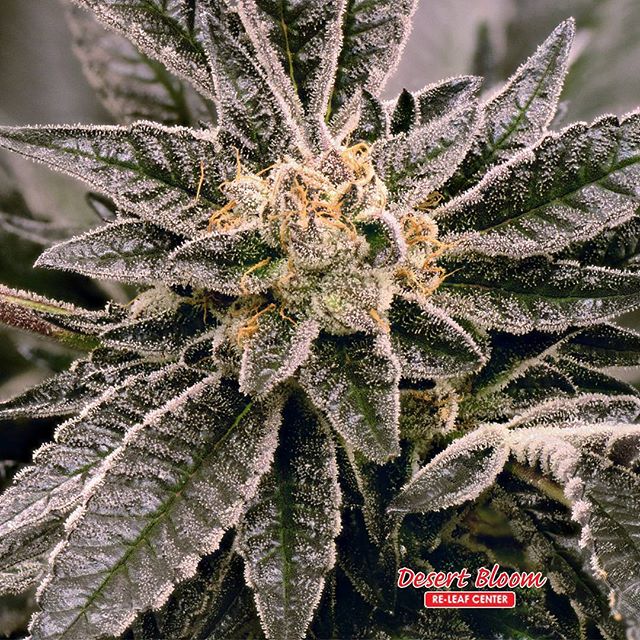 Desert Bloom Releaf Center Website