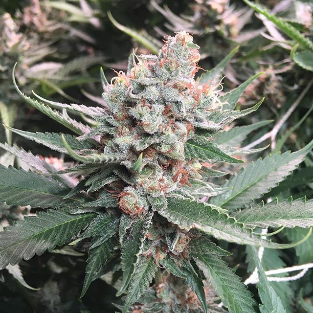 Lovelight Medicinals Website