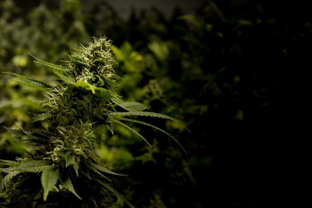 High Level Health - Lincoln (REC) Website