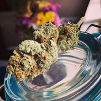 Diego Pellicer - South Denver Website