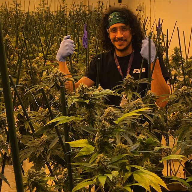 Sacred Seed Medical Dispensary Website