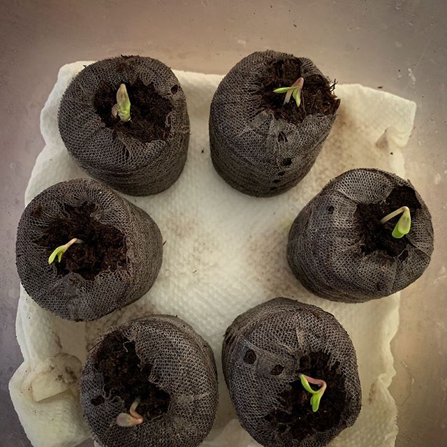 Better Buds of Maine Website