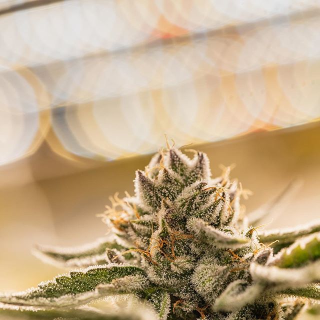 Health for Life Crismon Website