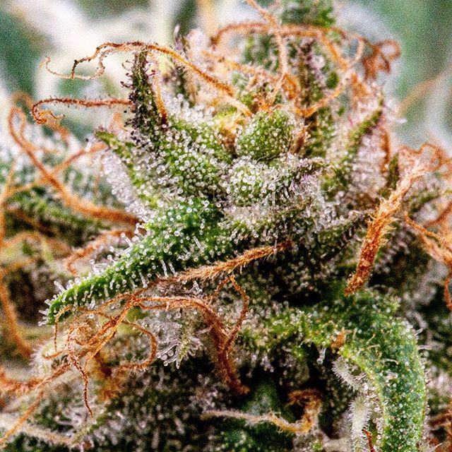 Ascend - Denver Website