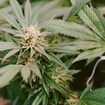 Sunday Goods Delivery - Phoenix Website