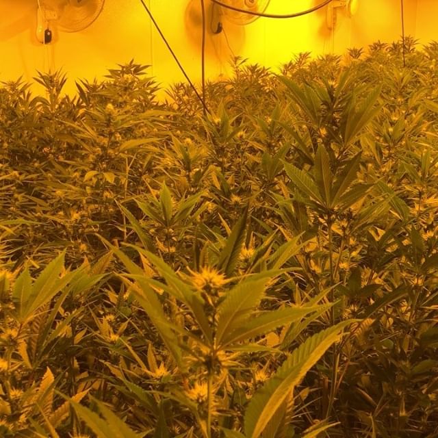 1:11 Dispensary Website