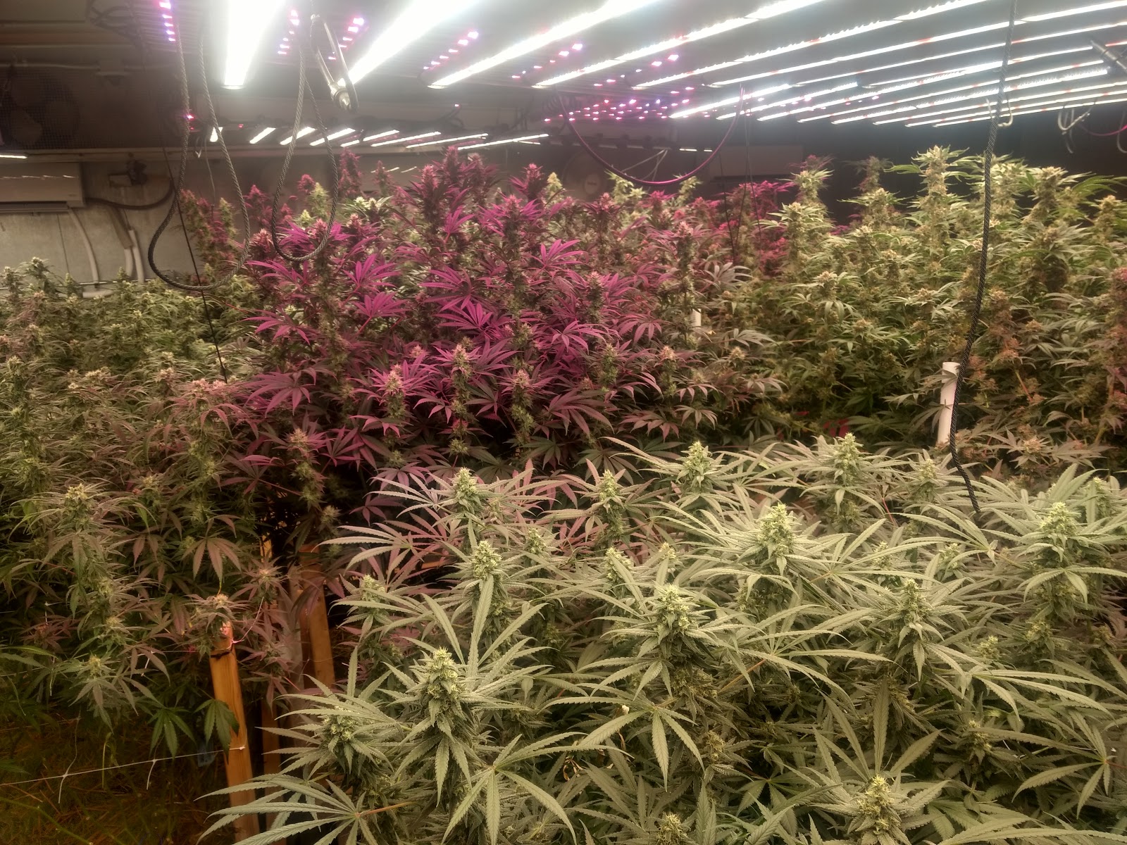 Pakalolo Supply Co. Website