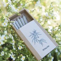 Chicago Cannabis Company Website