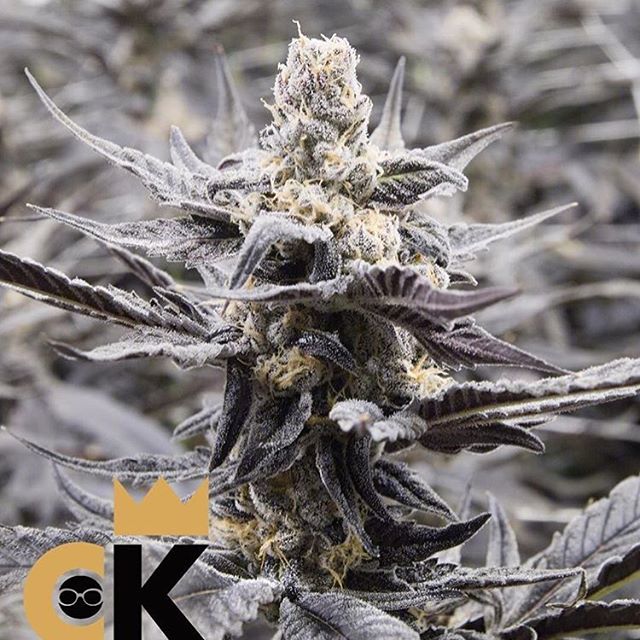 Purple Lotus Patient Center Website