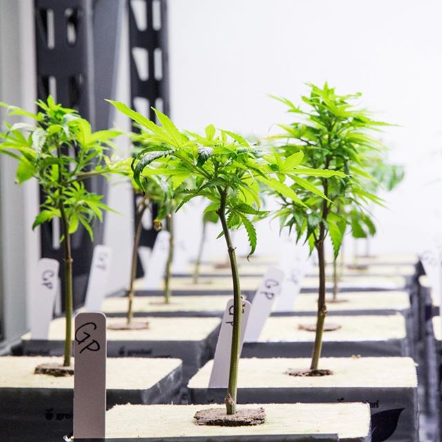 Levels - Denver Website